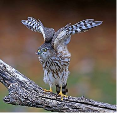 cooper hawk juv