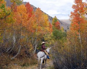 Mono County fall colors