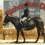 Mule Days photo