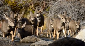 Mule Deer Migration