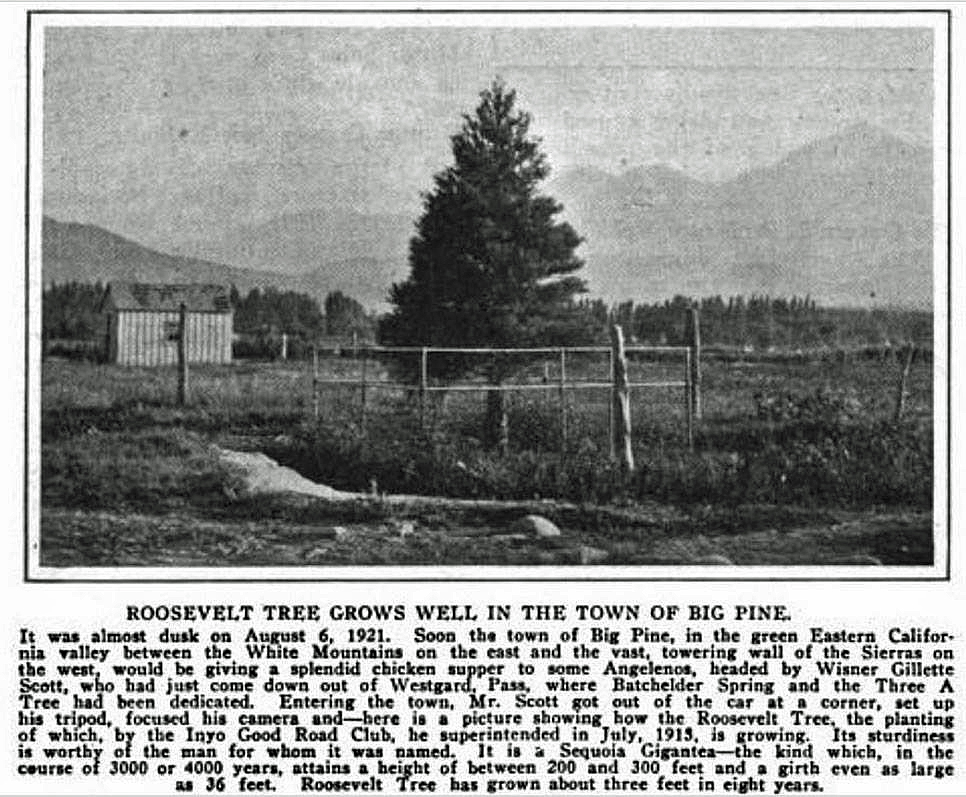 Roosevelt Tree newspaper clipping August 6 2020 2