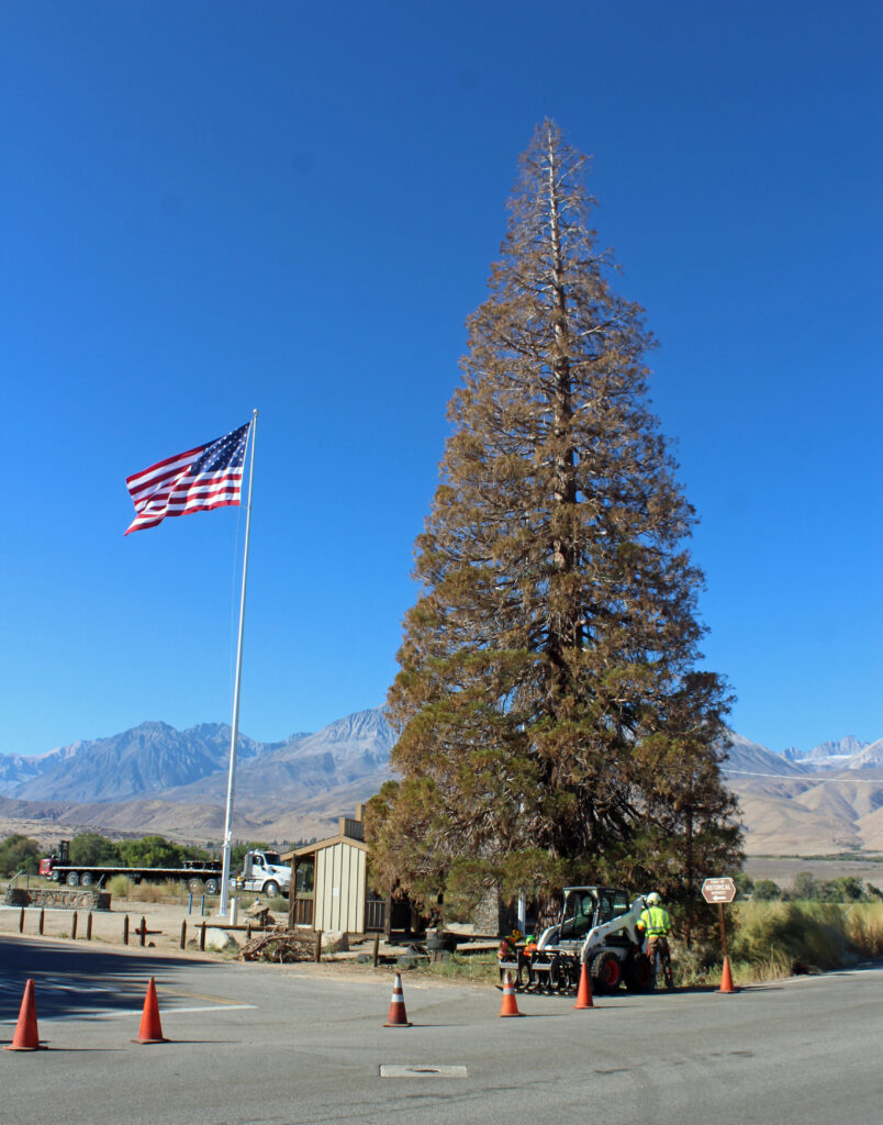 The Roosevelt Tree Big Pine CA 9 28 2020