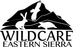 Wildlife Rehabilitation, Wildcare Eastern Sierra 