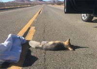kit fox lying in road unconscious small
