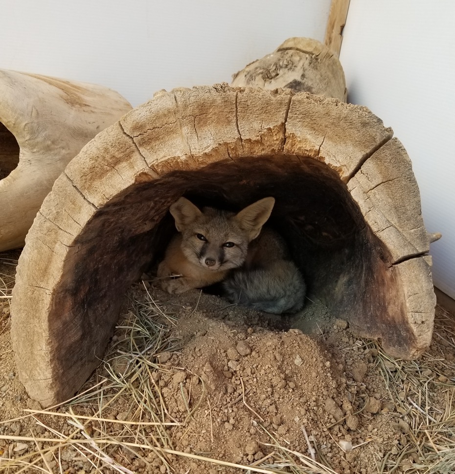 kit fox rescue burrow
