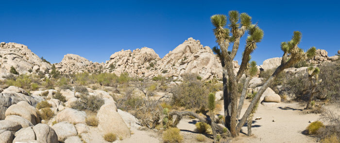 DRECP cactus desert landscape