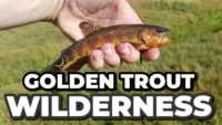 Golden Trout Wilderness