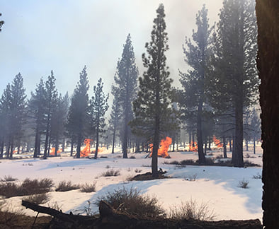 Inyo National Forest burning brush piles and thinking trees in winter is a normal activity