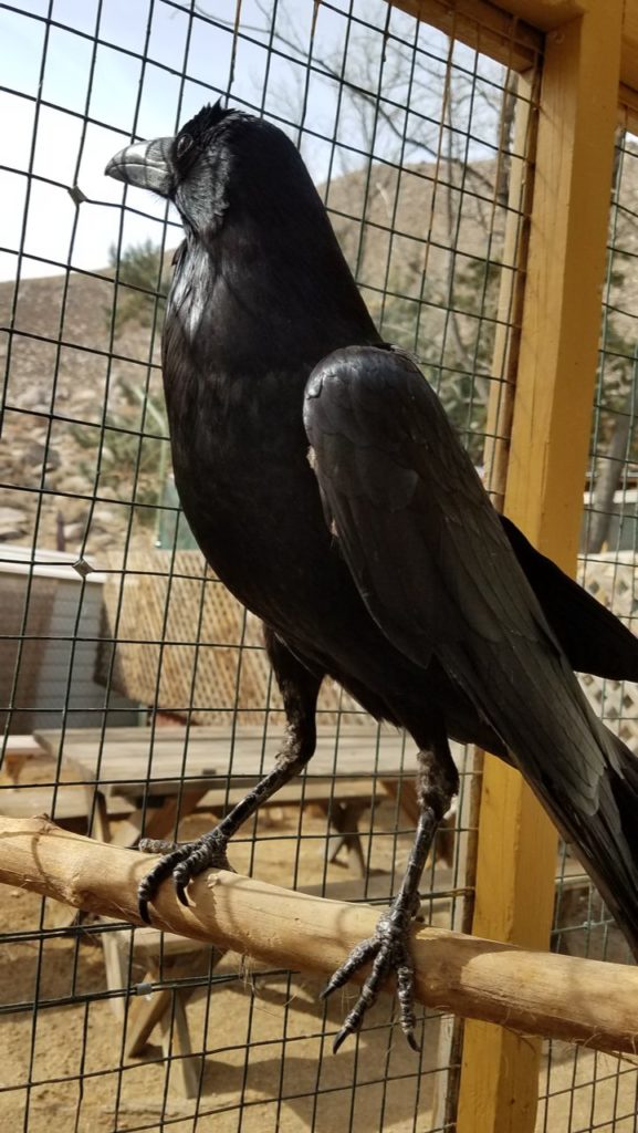 Raven at Wild Care Center
