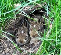 These young cottontail rabbits are well well hidden and could all too easily fall victim to a lawn mower.