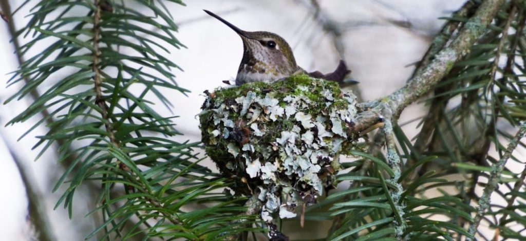 this mother hummingbird and her well camouflaged nest.