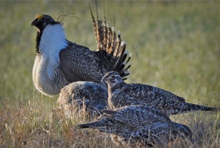 Bi state Sage Grouse LADWP