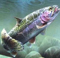 rainbow trout1
