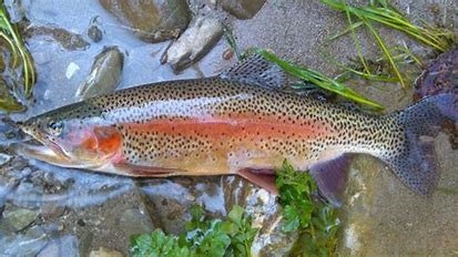 trout 2