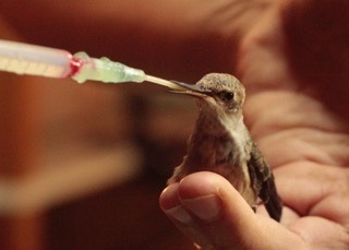 Feeding a baby hummingbird