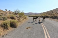 Burros on road NPS photo by Mitch Gage