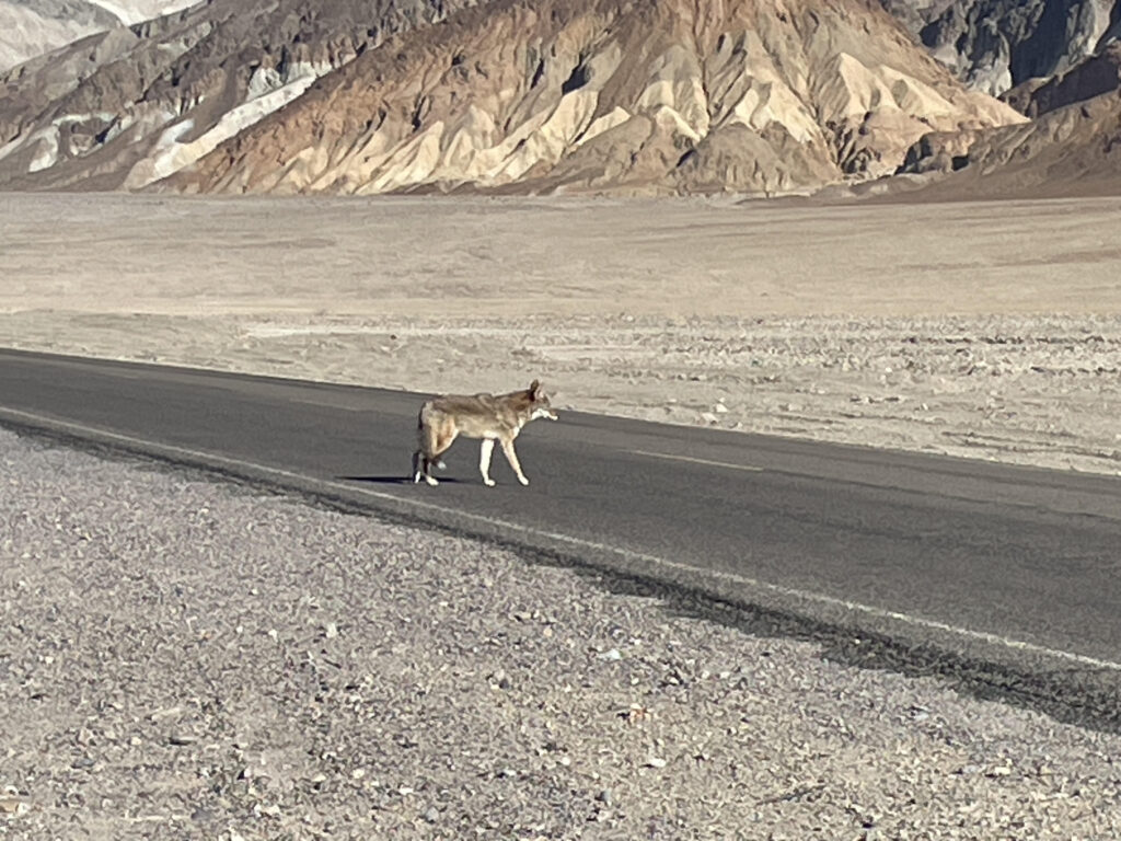 Death Valley Dec 2023 Coyote